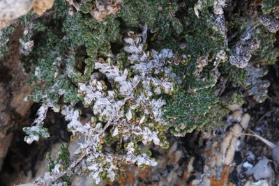 Myriopteris covillei, photographed by Madeleine Claire