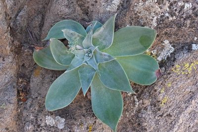 Dudleya arizonica, photographed by Madeleine Claire