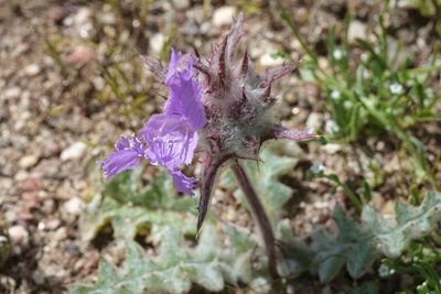 Salvia carduacea, photographed by Madeleine Claire