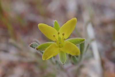 Tropidocarpum gracile