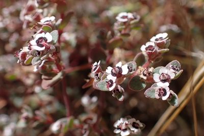Euphorbia melanadenia, photographed by Madeleine Claire