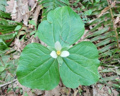 Trillium albidum, photographed by Casey H. Richart