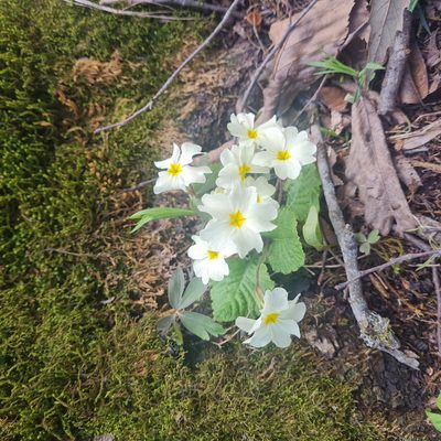 Primula heterochroma, photographed by Mohammad Sohrabi