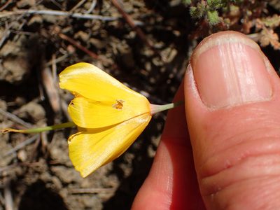 Eschscholzia caespitosa, photographed by George Williams