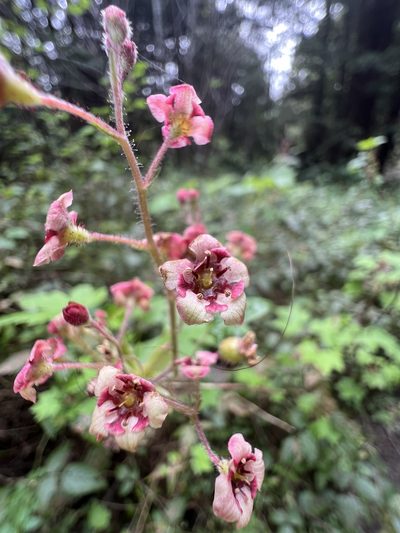 Ribes laxiflorum, photographed by Jon Lee