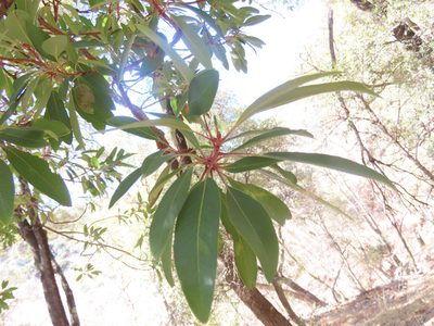 Arbutus arizonica, photographed by Alina Martin