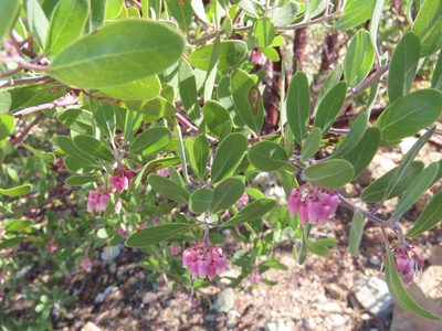 Arctostaphylos pungens, photographed by Alina Martin