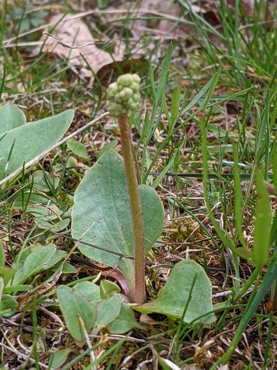 Micranthes fragosa, photographed by David Anderson