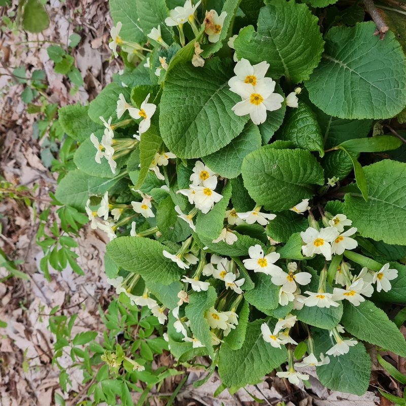 Primula heterochroma, photographed by Mohammad Sohrabi