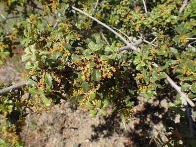 Quercus berberidifolia, photographed by George Williams