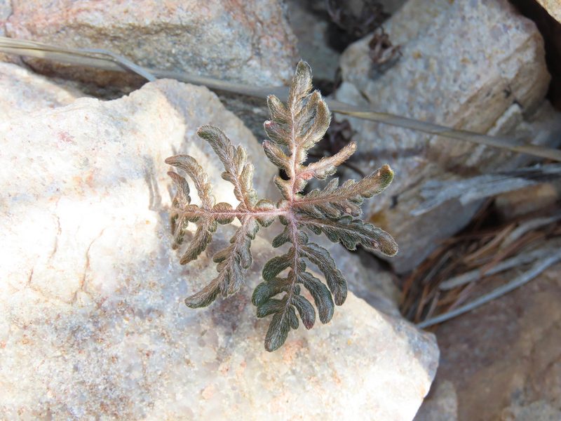 Bommeria hispida, photographed by Alina Martin