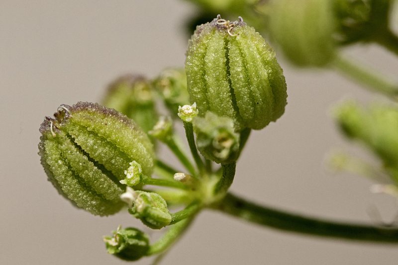 Harbouria trachypleura, photographed by Cecelia Alexander