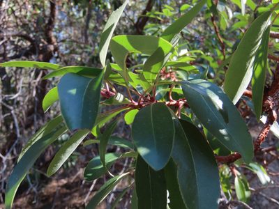 Arbutus arizonica, photographed by Alina Martin