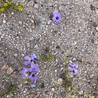 Linanthus parryae, photographed by gretchenparadis