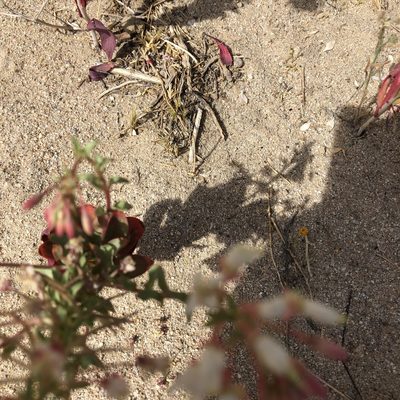 Eremothera boothii, photographed by gretchenparadis