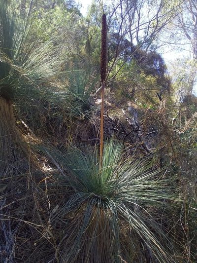 Xanthorrhoea quadrangulata, photographed by insiderelic