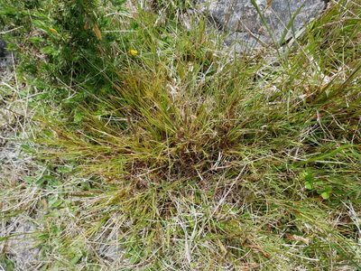 Dracophyllum acerosum, photographed by Alice Shanks