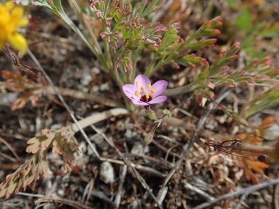 Leptosiphon ambiguus, photographed by joergmlpts