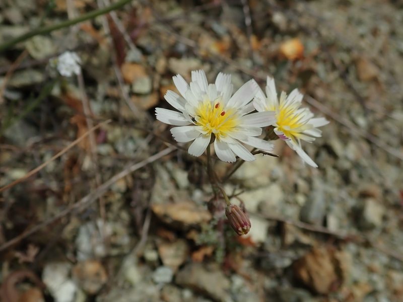 Malacothrix floccifera, photographed by joergmlpts