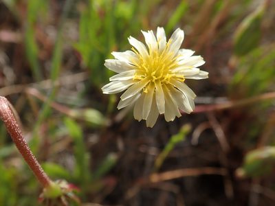 Microseris douglasii, photographed by joergmlpts