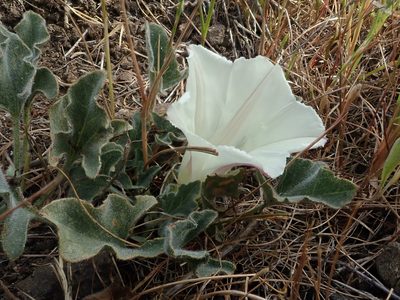 Convolvulus collinus, photographed by joergmlpts