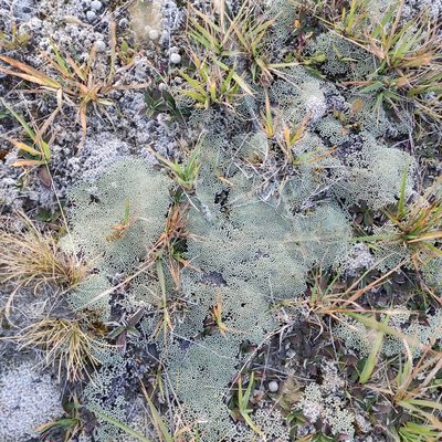 Raoulia australis, photographed by Jenny Saito