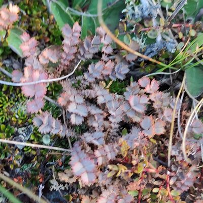 Acaena inermis