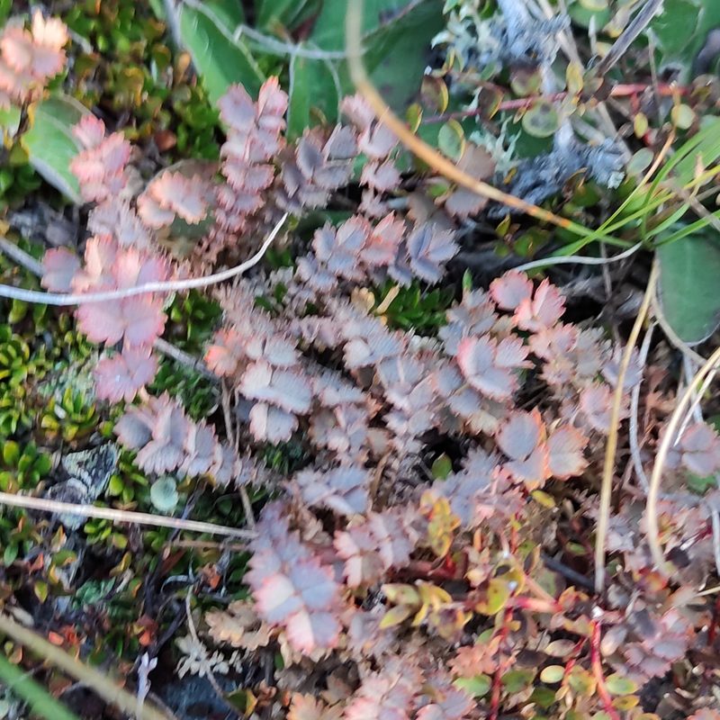 Acaena inermis, photographed by Jenny Saito