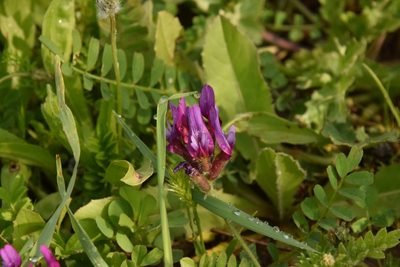 Astragalus callichrous, photographed by Mitch Van Dyke