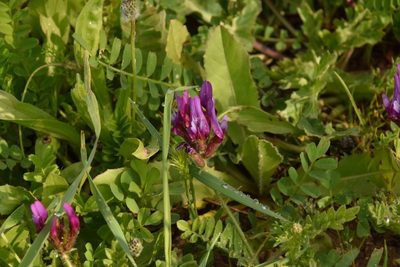Astragalus callichrous, photographed by Mitch Van Dyke