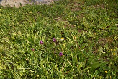 Astragalus callichrous, photographed by Mitch Van Dyke