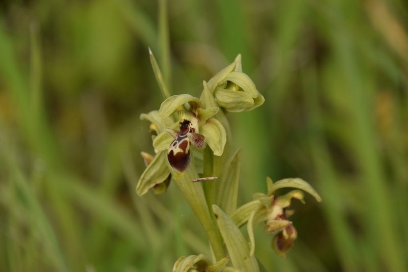 Ophrys umbilicata, photographed by Mitch Van Dyke