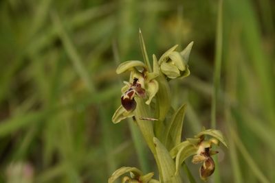 Ophrys umbilicata, photographed by Mitch Van Dyke
