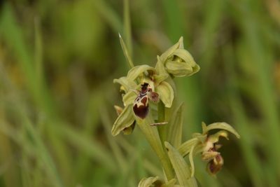 Ophrys umbilicata, photographed by Mitch Van Dyke