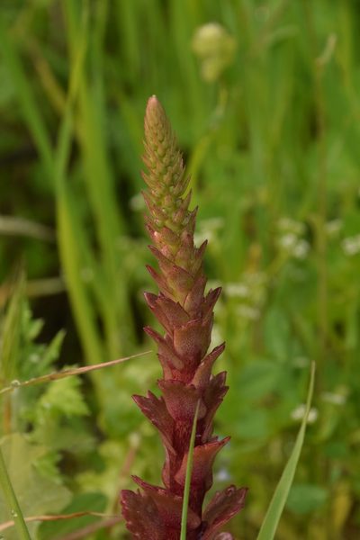 Umbilicus intermedius, photographed by Mitch Van Dyke
