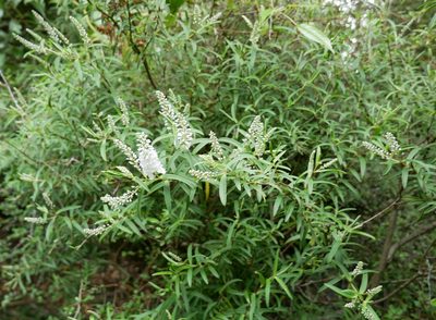 Veronica strictissima, photographed by Alice Shanks