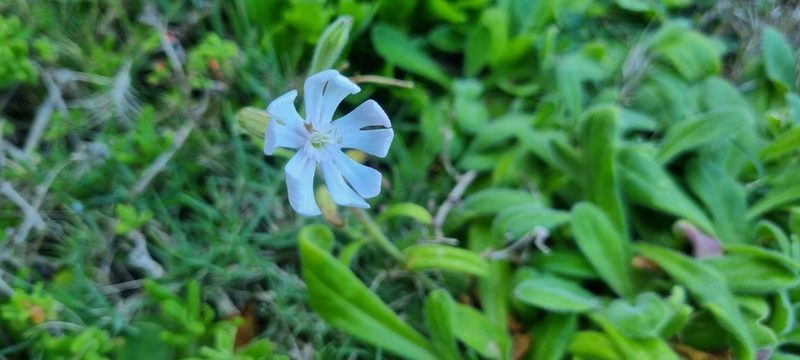 Silene undulata, photographed by Nic Knott-Craig