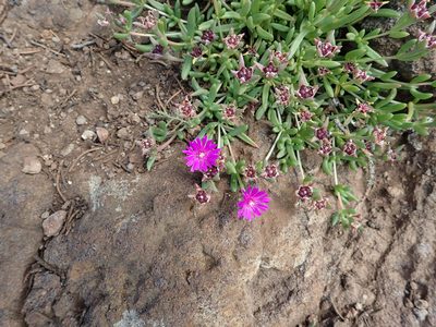 Delosperma lavisiae, photographed by Peter Warren