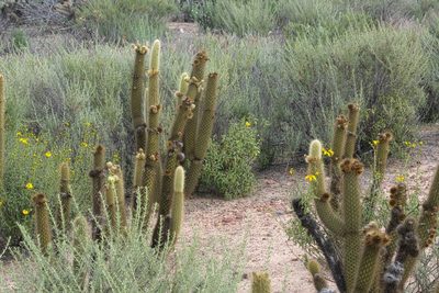 Bergerocactus emoryi, photographed by Madeleine Claire