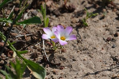 Linanthus dianthiflorus, photographed by Madeleine Claire