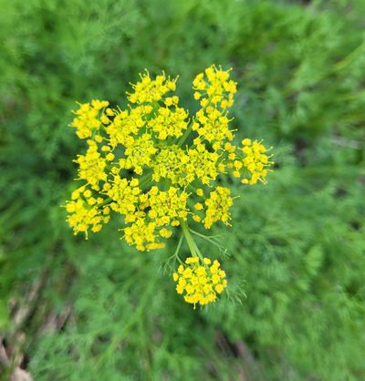 Lomatium klickitatense, photographed by RJ Baltierra