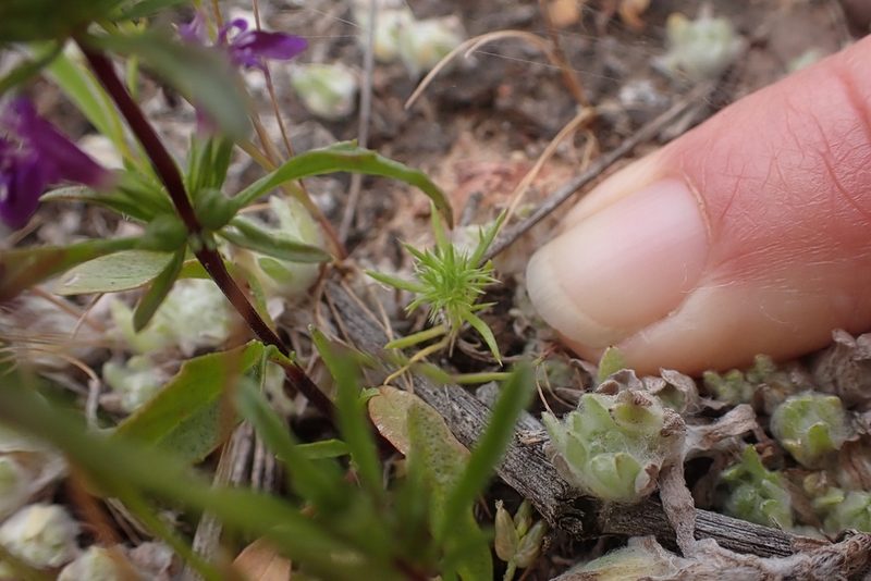 Navarretia fossalis, photographed by Madeleine Claire