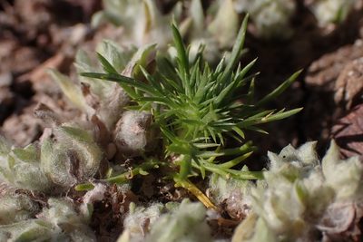 Navarretia fossalis, photographed by Madeleine Claire