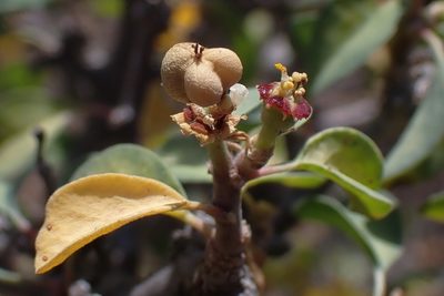 Euphorbia misera, photographed by Madeleine Claire