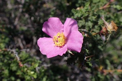 Rosa minutifolia, photographed by Madeleine Claire