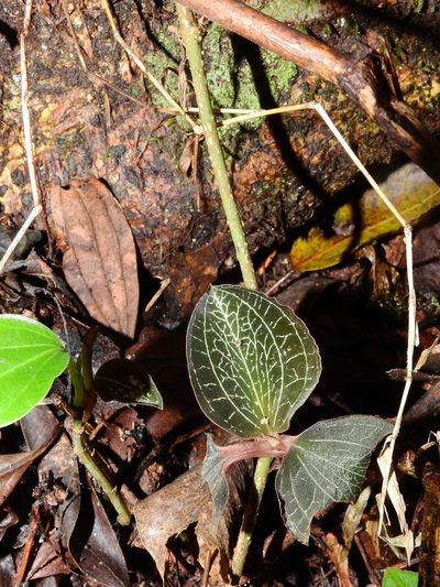 Anoectochilus elatus, photographed by Hopeland