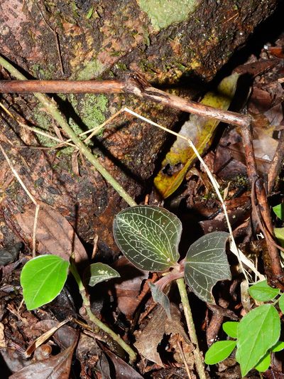 Anoectochilus elatus, photographed by Hopeland