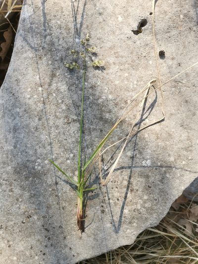 Anthoxanthum australe, photographed by Ljaž