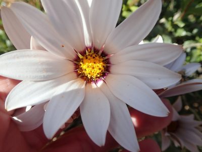 Dimorphotheca cuneata, photographed by Peter Warren