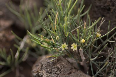 Asparagus arborescens, photographed by Christina s.l.
